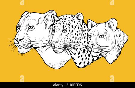 Ritratto di leone, leopardo e puma. Modello digitale per la colorazione. Foto Stock