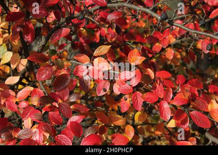 Rami di cotoneaster lucido, siepe cotoneaster foglie colorate con bacche nere in un giorno di ottobre soleggiato a Kaunas, Lituania Foto Stock