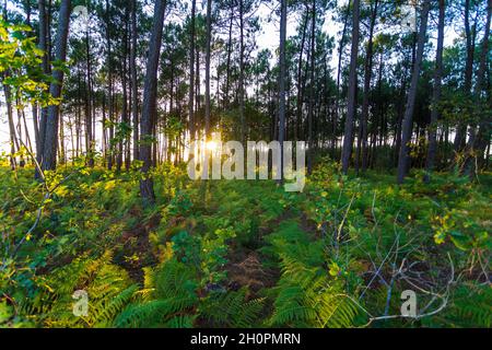 Foresta di pini nel dipartimento delle Landes (Francia sud-occidentale) Foto Stock