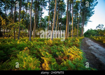 Foresta di pini nel dipartimento delle Landes (Francia sud-occidentale) Foto Stock