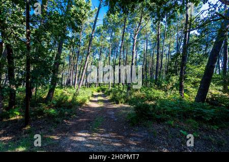 Foresta di pini nel dipartimento delle Landes (Francia sud-occidentale) Foto Stock