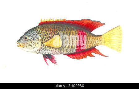 Illustrazione dei pesci d'annata del George Raper - Pesce di pappagallo di Crimson Banded Foto Stock