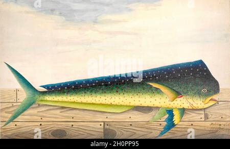 Illustrazione dei pesci d'epoca di George Raper - Dolphin Foto Stock