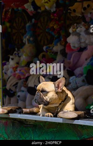 Bulldog francese seduto al sole in Una galleria di tiro a una fiera con i premi dei giocattoli stuffati in background nel Regno Unito Foto Stock