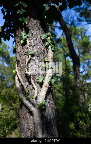 Tronco di albero di edera Foto Stock