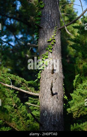 Tronco di albero di edera Foto Stock