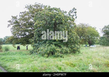 Un albero di castagno dolce (Castanea sativa) che cresce su Lower Putney Common, Putney, Wandsworth, Londra, Regno Unito Foto Stock