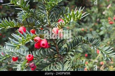 Primo piano delle bacche rosse, carnose Yew Tree (Arils) su un Common Yew (Taxus baccata), Inghilterra, Regno Unito Foto Stock