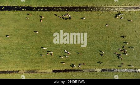 Vista aerea di un prato con mucche bianche e nere olandesi vicino alla città di 'Krimpen aan den IJssel, nella provincia di 'Zuid-Holland', Paesi Bassi Foto Stock