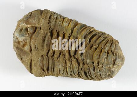 Phacops preistorico trilobite fossile da 430 a 360 milioni di anni fa Foto Stock