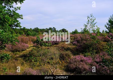 Rosa porpora Heather vedere attraverso con gli alberi sul lato. Brughiera e area forestale chiamata Den Treek Henschoten, parte della Utrechtse Heuvelrug, Utrecht Foto Stock