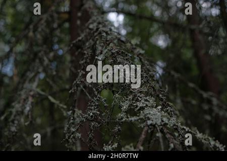 Usnea longissima Foto Stock