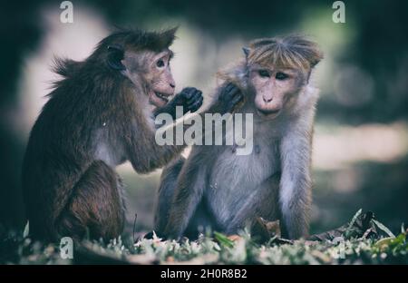 Due giovani scimmie (Macaca Sinica) dello Sri Lanka che giocano sul terreno nel parco nazionale Foto Stock