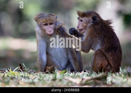 Due giovani scimmie (Macaca Sinica) dello Sri Lanka che giocano sul terreno nel parco nazionale Foto Stock