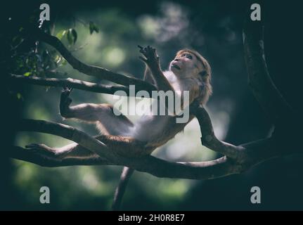 Scimmia divertente (specie protetta Macaca Sinica) appesa su ramo d'albero nel giardino botanico dello Sri Lanka Foto Stock