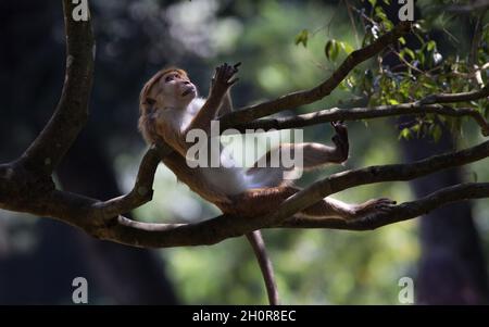 Scimmia divertente (specie protetta Macaca Sinica) appesa su ramo d'albero nel giardino botanico dello Sri Lanka Foto Stock