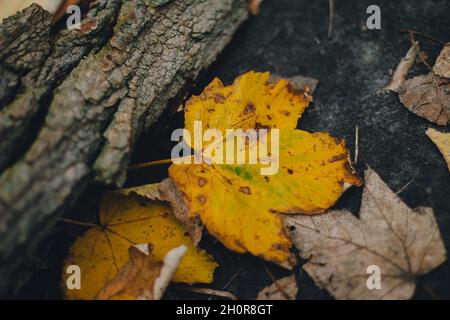 Immagine colorata sul retro della foglia di acero autunno caduto, perfetta per il motivo d'uso stagionale Foto Stock