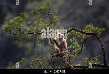 Scimmia carina (specie protetta Macaca Sinica) seduta su rami in cima all'albero nel giardino botanico dello Sri Lanka Foto Stock