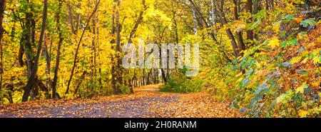 Paesaggio autunnale, panorama, banner - vista della strada che attraversa la foresta con alberi gialli e foglie secche cadute Foto Stock