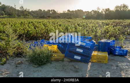 Primo piano delle scatole vuote per la raccolta dei pomodori e sullo sfondo, fuori fuoco, un campo di pomodoro cultivo. Isola di Maiorca, Spagna Foto Stock