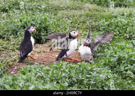 I puffini sulla parte interna farne Foto Stock