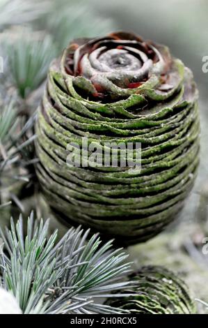 pinecone verticale su ramo di cedro Blue Atlas tra aghi di pino Foto Stock