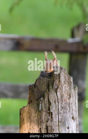 Red Squirrel (Sciurus vulgaris) sedette dietro il posto di recinzione Perthshire Scozia Regno Unito. Giugno 2021. Foto Stock