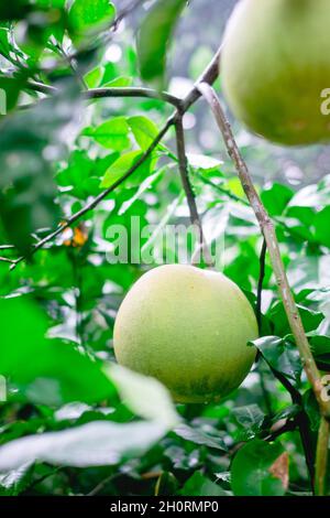 Primo piano di pianta biologica che porta frutta Pomelo noto anche come pommelo, shaddock, e kabugaw con gocce di pioggia sulla frutta e foglie. Foto Stock