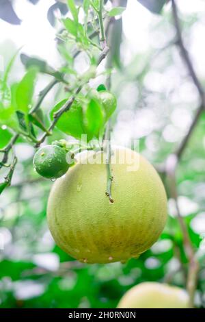 Primo piano di pianta biologica che porta frutta Pomelo noto anche come pommelo, shaddock, e kabugaw con gocce di pioggia sulla frutta e foglie. Foto Stock