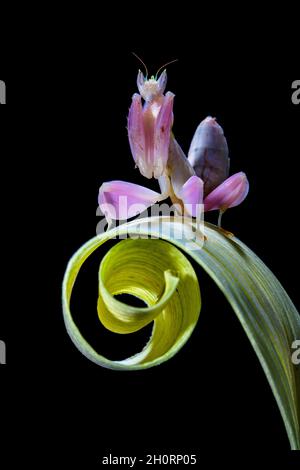 Mantis rosa orchidea su una foglia a spirale, Indonesia Foto Stock