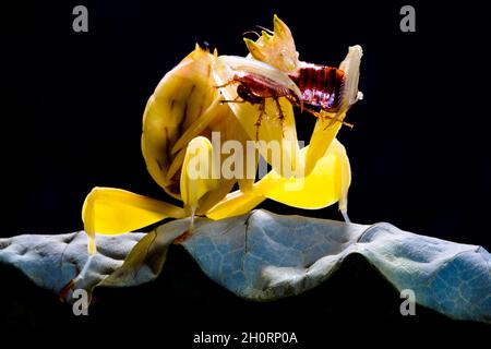 Primo piano di un mantide orchidea su una foglia che mangia un insetto, Indonesia Foto Stock