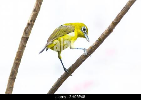 Uccello bianco-occhio di guerra arroccato su un ramoscello, Indonesia Foto Stock