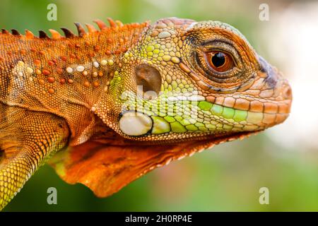 Primo piano ritratto di un Super rosso iguana, Indonesia Foto Stock