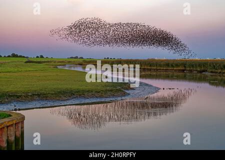 Gregge di giovani che volano sul fiume EMS, Pektum al tramonto, Frisia orientale, bassa Sassonia, Germania Foto Stock