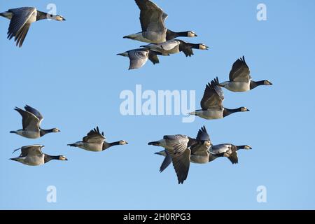 Gregge di oche di Barnacle in volo, Frisia orientale, bassa Sassonia, Germania Foto Stock