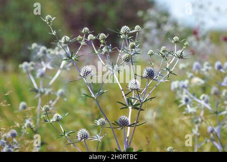 La pianta medicinale selvatica Sea Holly o Eryngium Foto Stock