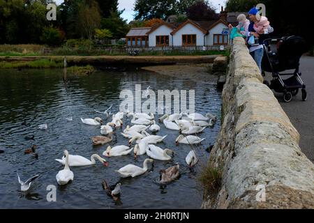 Uccello,Uccelli,cigno,cigni,alimentazione,il Causeway,River Yar,Freshwater,Isola di Wight,Inghilterra,UK, Foto Stock