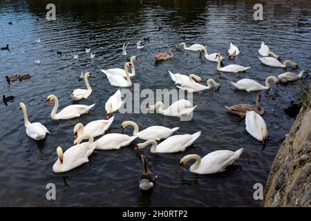 Uccello,Uccelli,cigno,cigni,alimentazione,il Causeway,River Yar,Freshwater,Isola di Wight,Inghilterra,UK, Foto Stock