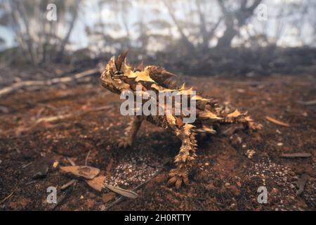 Ritratto di un diavolo selvaggio e spinoso (Moloch horridus), un animale unico e iconico endemico per l'Australia Foto Stock