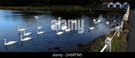 Uccello,Uccelli,cigno,cigni,alimentazione,il Causeway,River Yar,Freshwater,Isola di Wight,Inghilterra,UK, Foto Stock