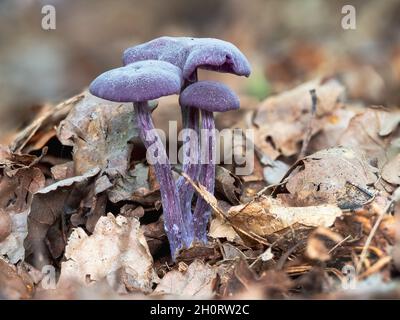 Ametista Deceiver Mushroom in lettiera in foglie Foto Stock