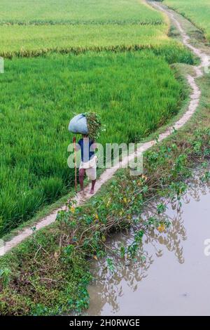 BIHAR STATE, INDIA - 26 OTTOBRE 2016: Contadino locale che attraversa l'area di risaie in Bihar stato dell'India.. Foto Stock