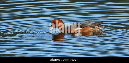 Il Wigeon un dabbling comune un visitatore d'inverno nel Regno Unito. Foto Stock