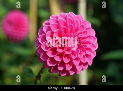 Primo piano della bella testa a sfera rosa Dahlia fiorire con illuminazione naturale e sfondo. Foto Stock