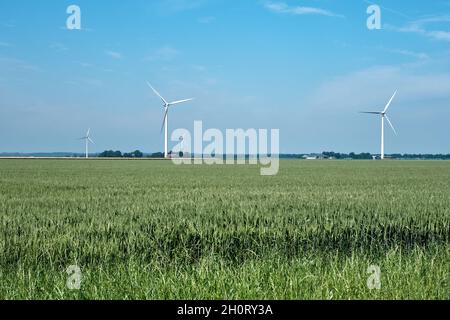 Flevo polder, paesi bassi, 28 giugno 2021, paesaggio tipico olandese con campo di grano, terreni agricoli, fattorie e mulini a vento o turbine a vento nel Foto Stock