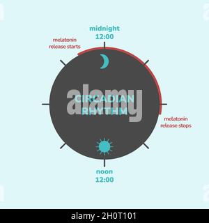 Concetto di ritmo circadiano. Infografica del rilascio dell'ormone della melatonina. Orologio biologico di esseri umani. Biodinamica e temporizzazione della luce. Illustrazione Vettoriale