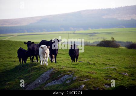 Aberdeen Angus bovini Foto Stock