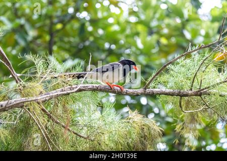 Ritratto di uccello - Magpie blu (Urocissa caerulea) Foto Stock