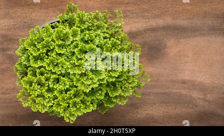 pentola verde brillante su un tavolo di legno, fondo di concetto di natura morta con spazio di copia, vista closeup preso dall'alto Foto Stock