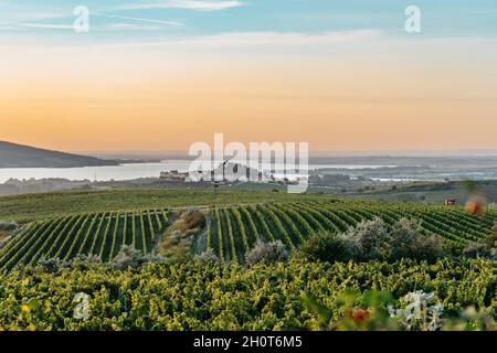 Vigneto autunno paesaggio nel sud della Moravia, Repubblica Ceca. Filari di vigneti, cielo tramonto, villaggio Zajeci e nove Mlyny serbatoio in backgroun Foto Stock